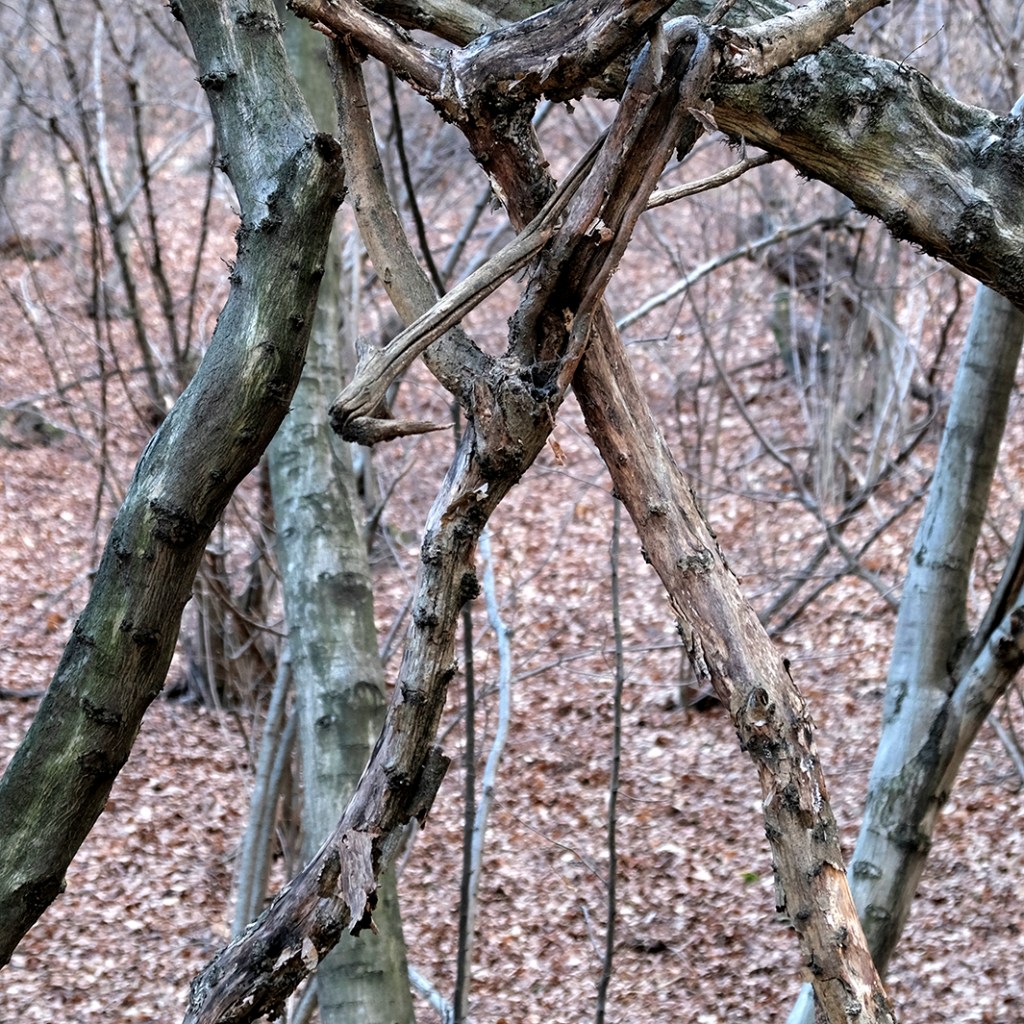 Egon Schiele in the wood